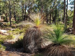 Xanthorrhoea preissii