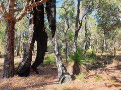 Xanthorrhoea preissii