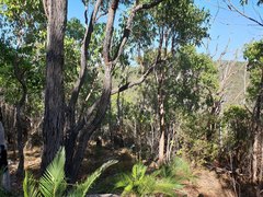 Corymbia calophylla