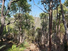 Corymbia calophylla