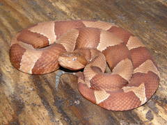 Broad-Banded Copperhead photo 4