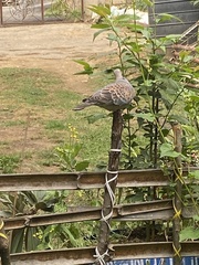 Streptopelia orientalis