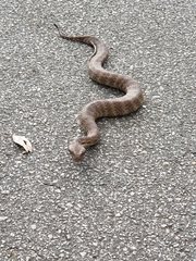 Acanthophis antarcticus