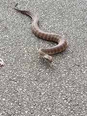 Acanthophis antarcticus