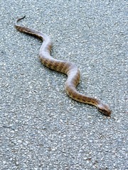Acanthophis antarcticus