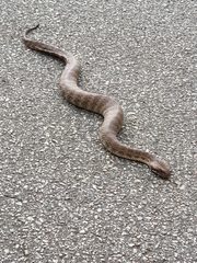 Acanthophis antarcticus