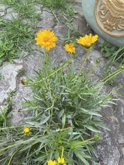 Coreopsis