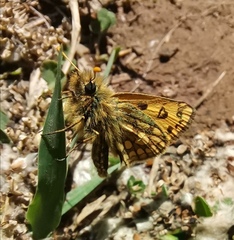 Carterocephalus silvicola