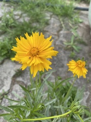 Coreopsis