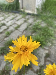 Coreopsis