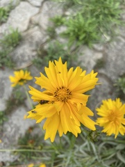 Coreopsis