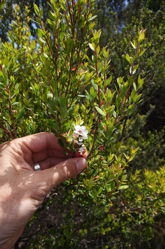 Leptospermum riparium, photograph 6