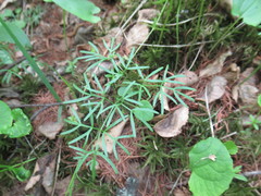 Ostericum tenuifolium
