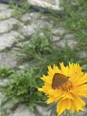 Lycaena phlaeas