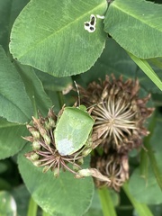 Nezara antennata