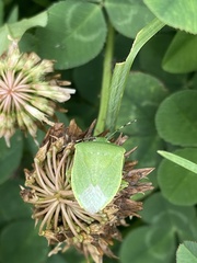 Nezara antennata