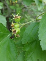 Crataegus submollis