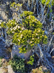 Ozothamnus ledifolius