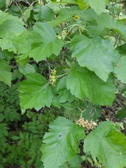 Crataegus submollis