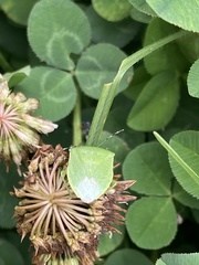 Nezara antennata
