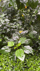 Hibiscus rosa-sinensis