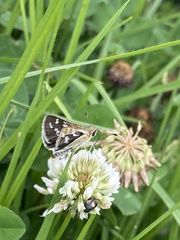 Taractrocera maevius