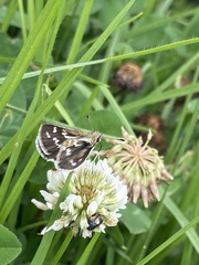 Taractrocera maevius