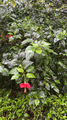 Hibiscus rosa-sinensis