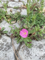 Oenothera rosea