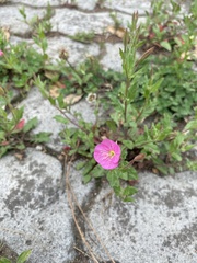 Oenothera rosea