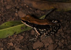 Hydrophylax bahuvistara