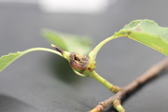 Contarinia cerasiserotinae