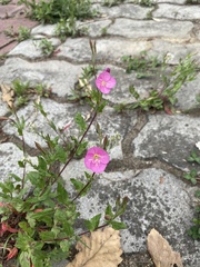 Oenothera rosea