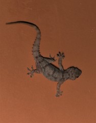 Hemidactylus brookii