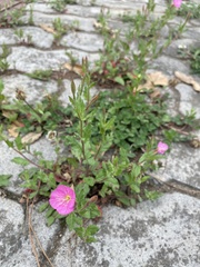 Oenothera rosea