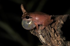 Pseudophilautus amboli