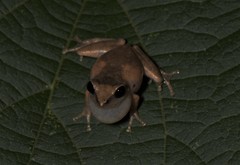 Pseudophilautus amboli