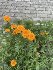 Tagetes