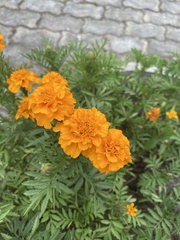 Tagetes