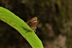 Abisara bifasciata