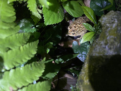 Duttaphrynus melanostictus