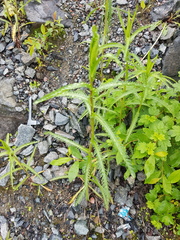 Achillea alpina