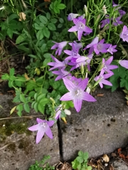 Campanula rapunculus