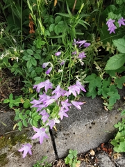 Campanula rapunculus