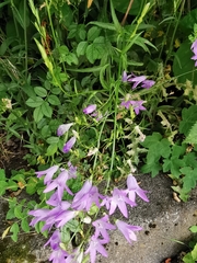 Campanula rapunculus