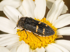 Acmaeoderella flavofasciata
