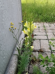 Linaria vulgaris