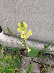 Linaria vulgaris