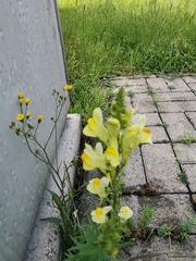 Linaria vulgaris