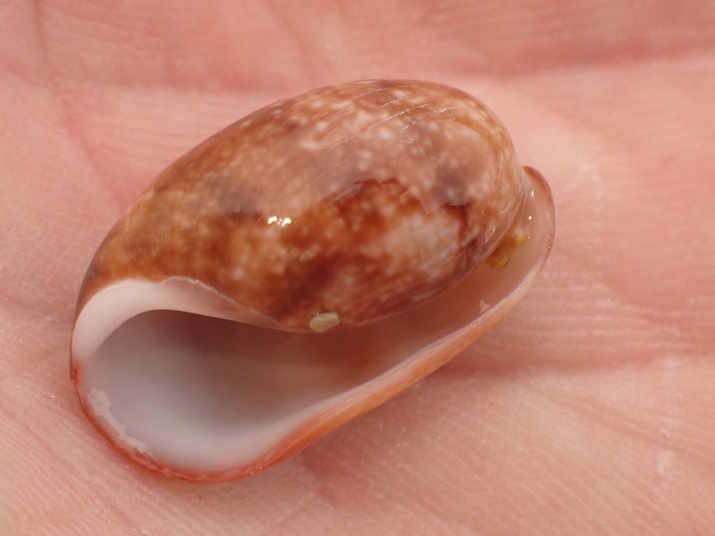 Bulla angasi